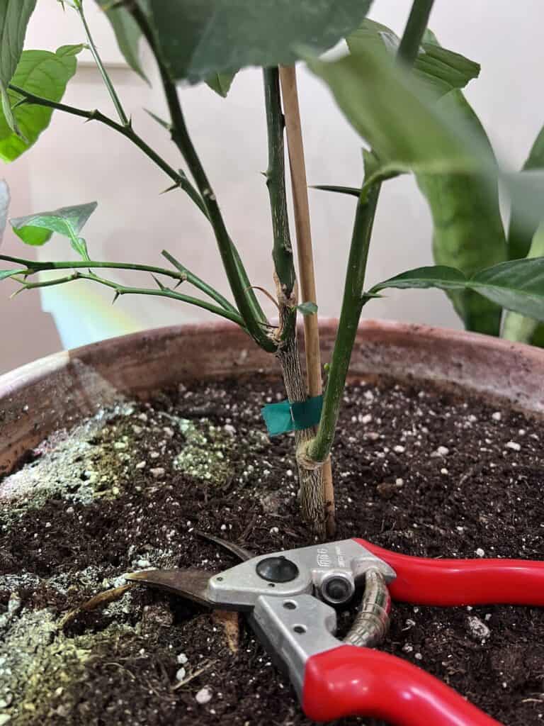 Photo inspiration: How To Prune A Meyer Lemon Tree A Step By Photo Inspiration