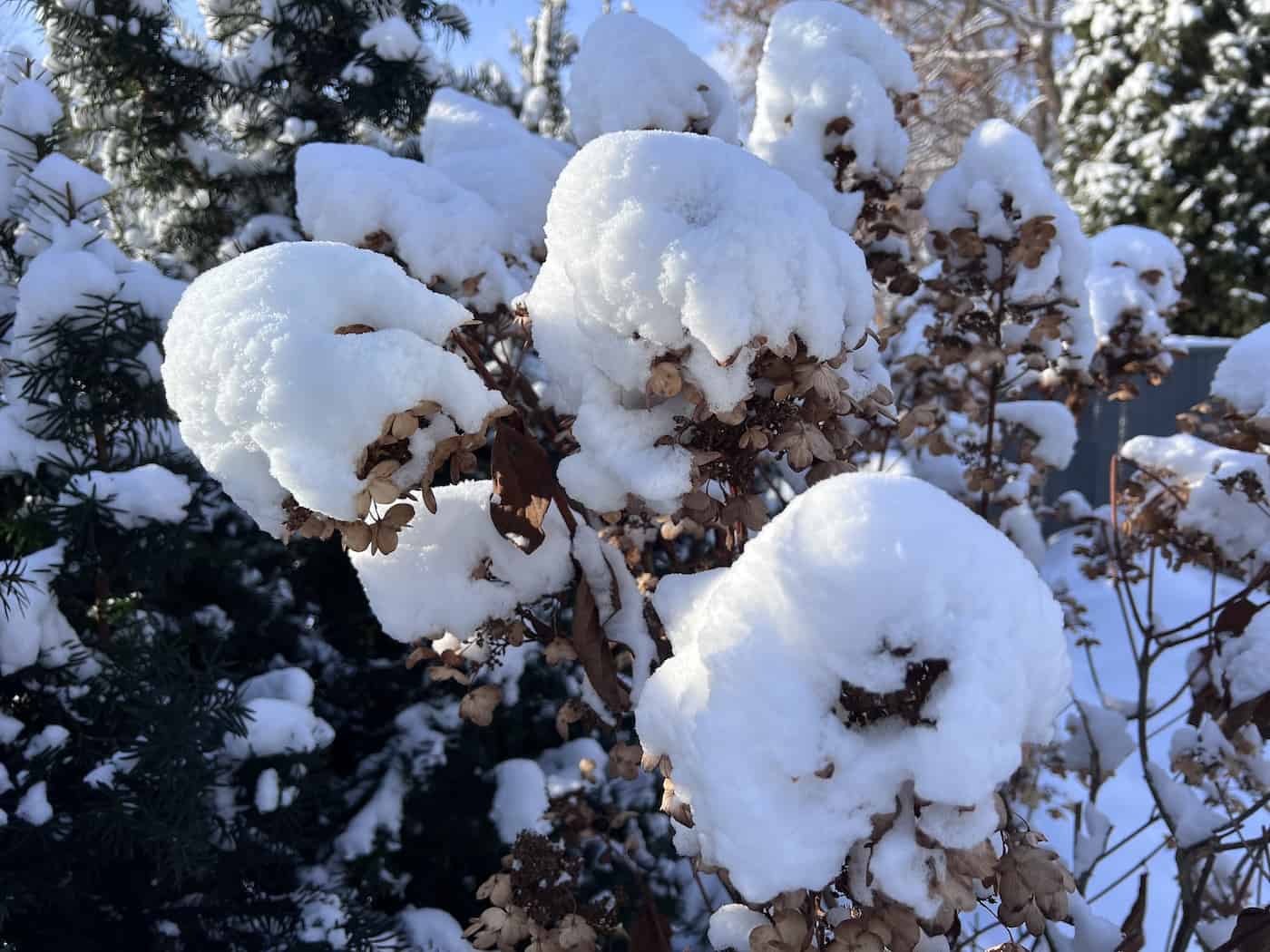 Snow on hydrangea tree branches