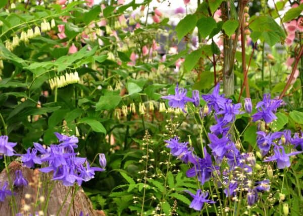 14 low maintenance perennials for shade 🍀🌿 Beautify low-light areas