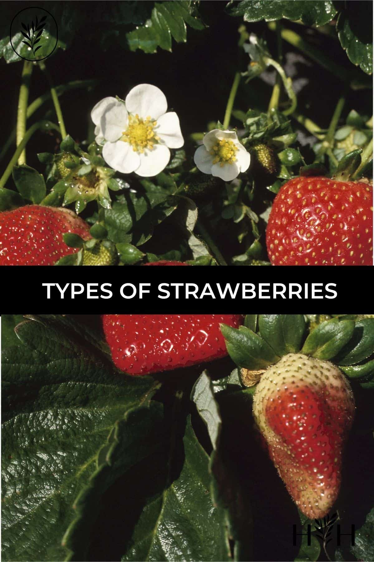Types of strawberries via @home4theharvest