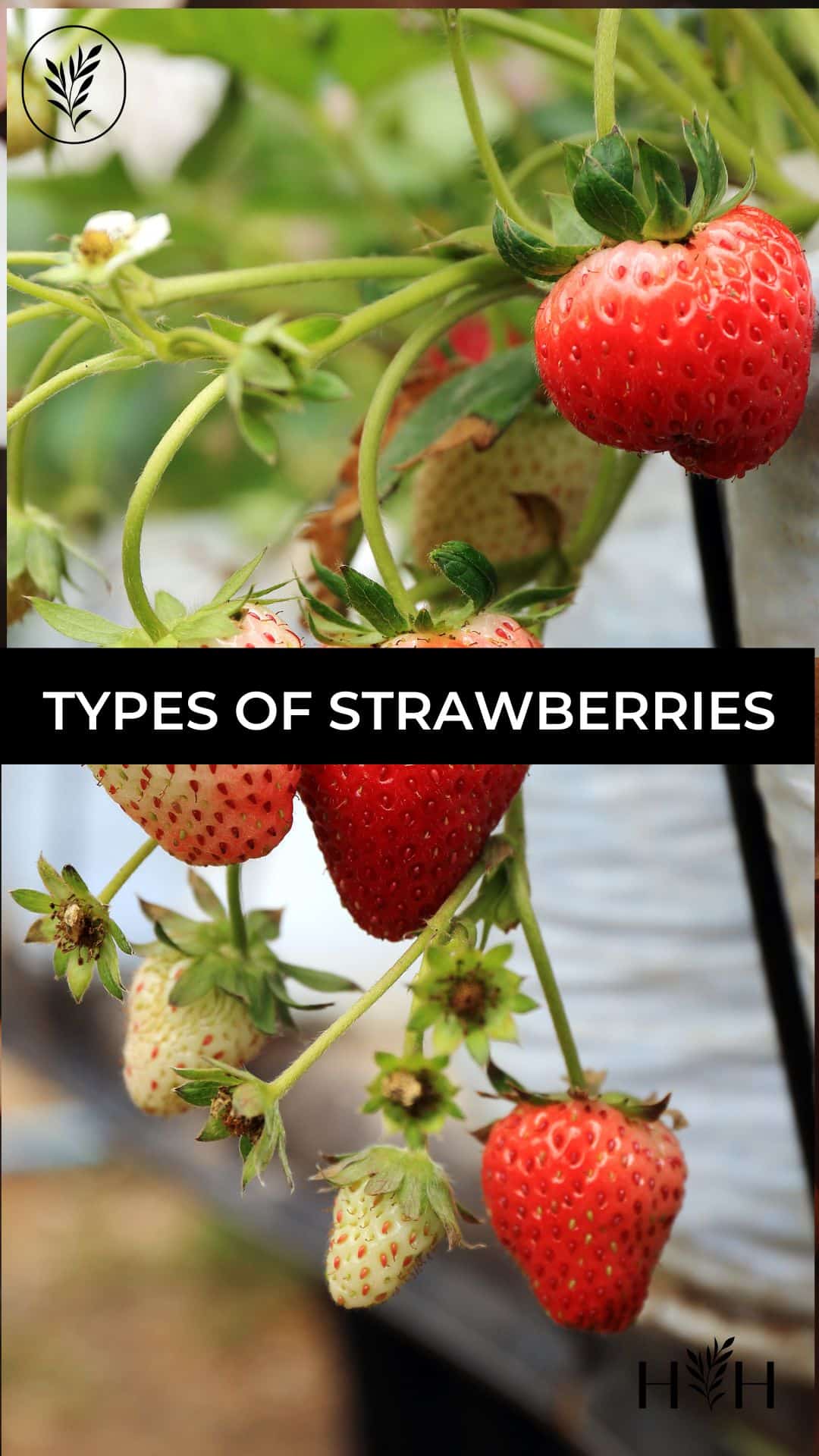 Types of strawberries via @home4theharvest