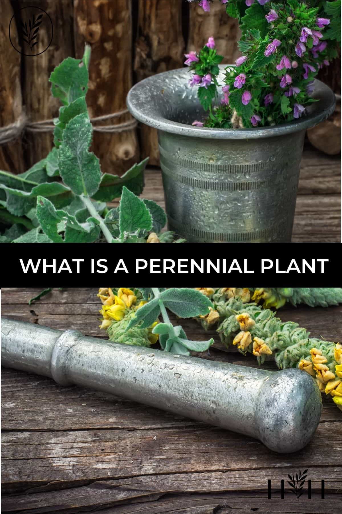 What is a perennial plant via @home4theharvest