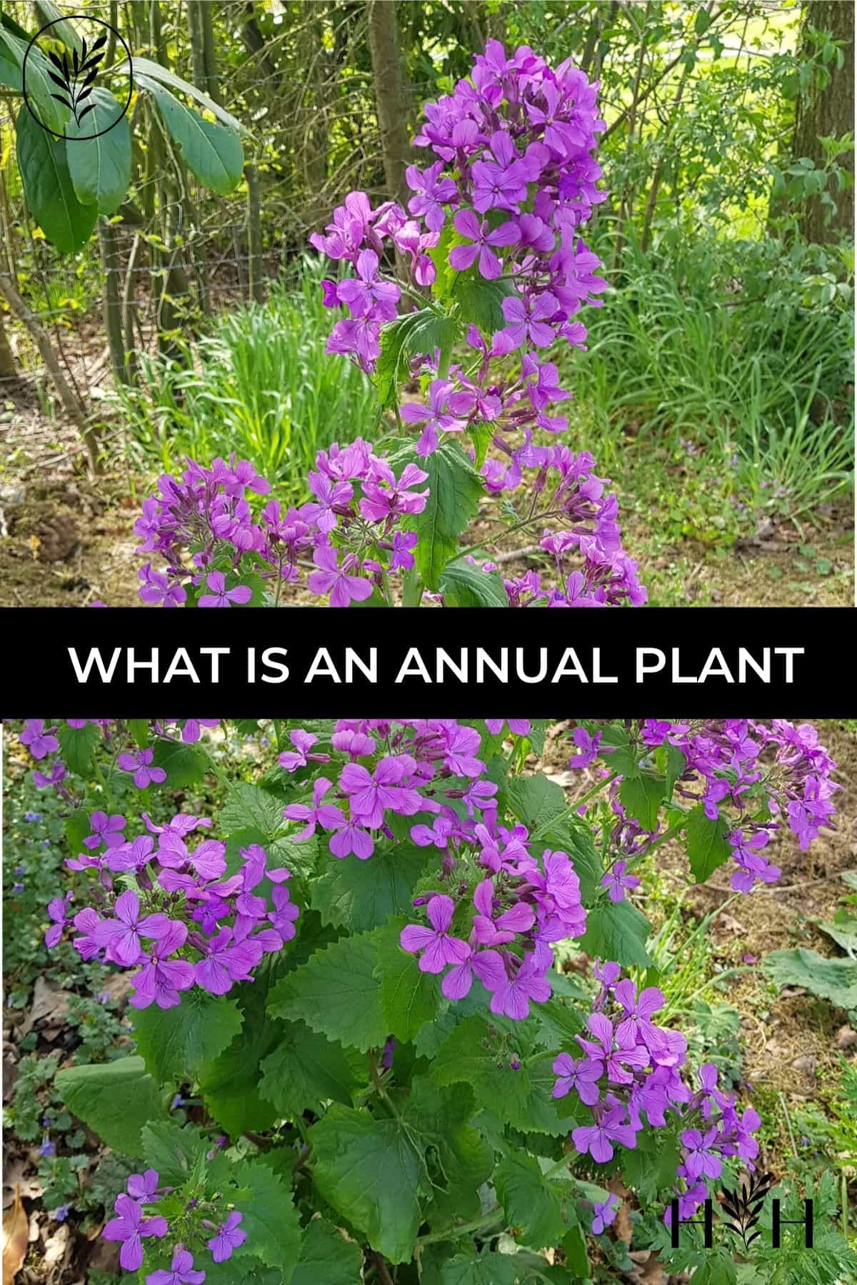 What is an annual plant via @home4theharvest