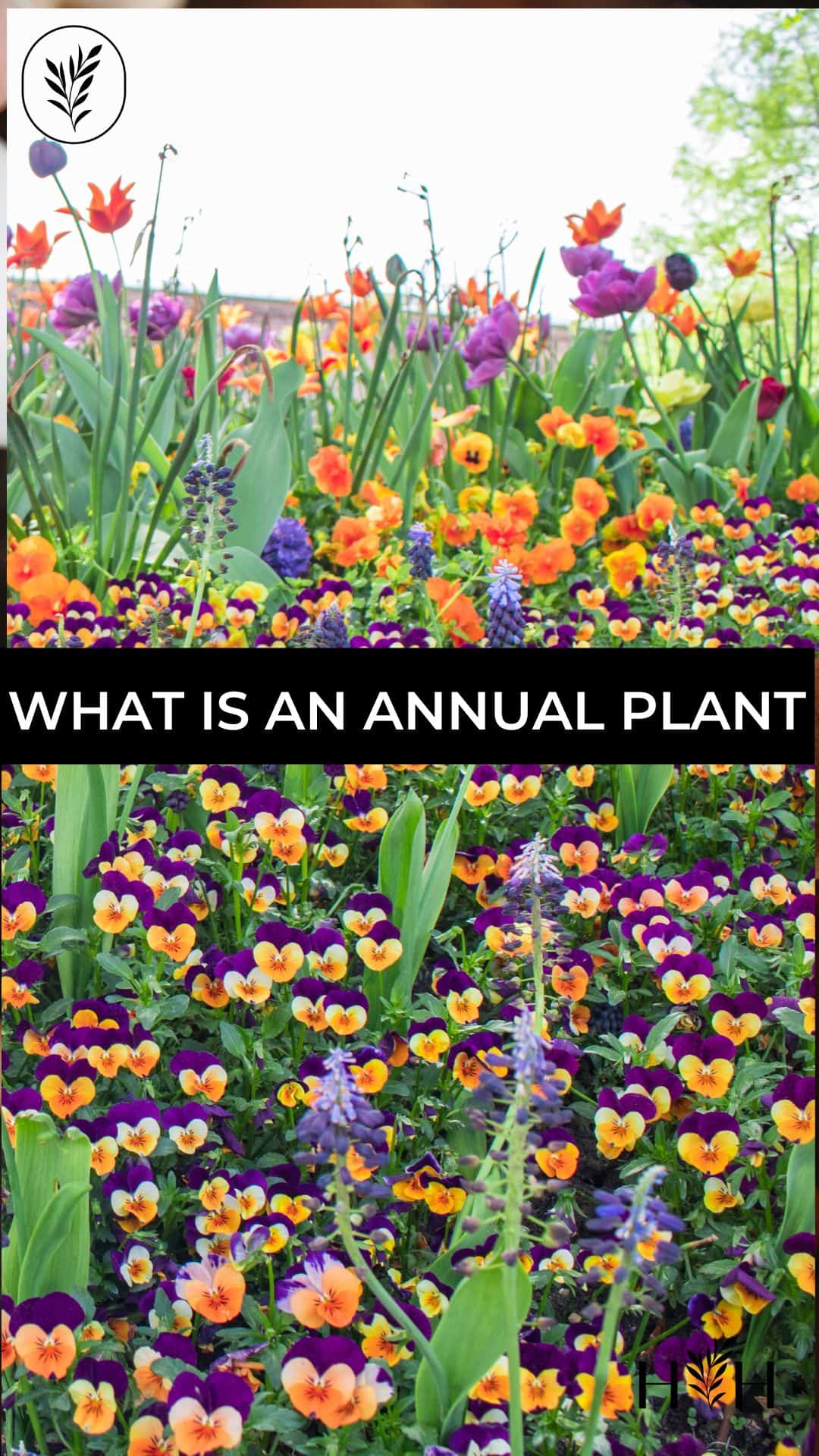 What is an annual plant via @home4theharvest
