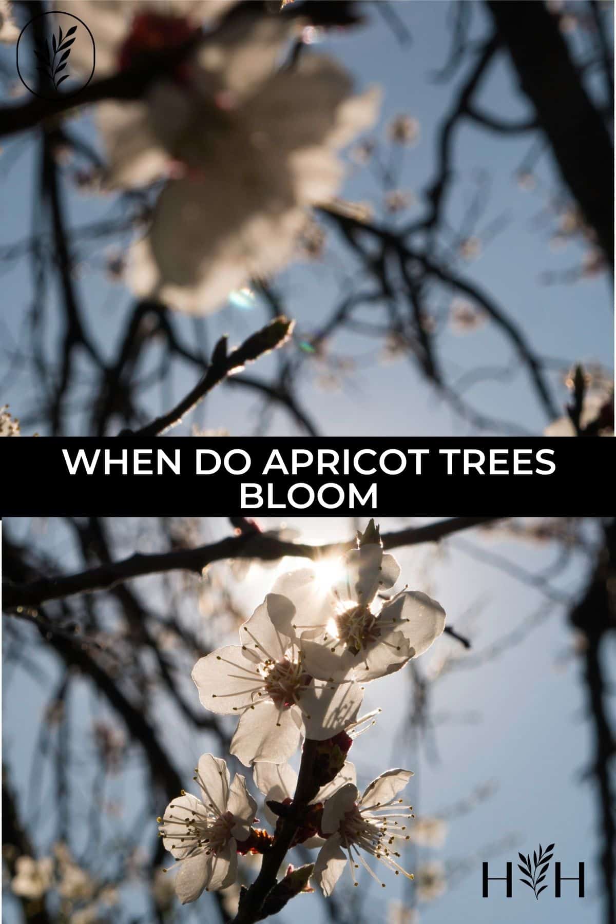 When do apricot trees bloom via @home4theharvest