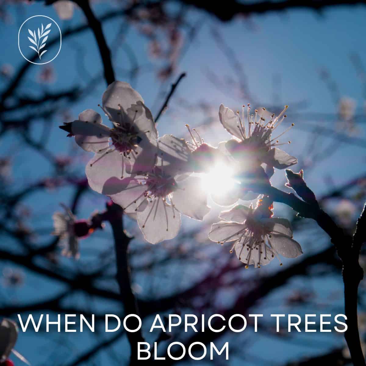 When do apricot trees bloom via @home4theharvest