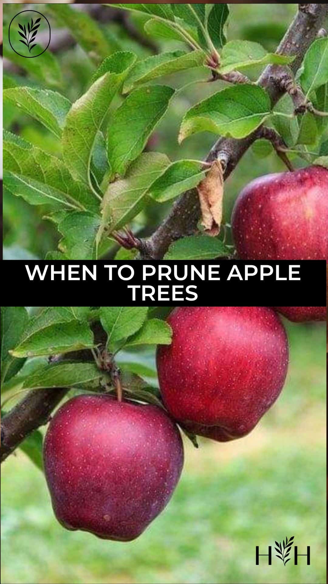 When to prune apple trees via @home4theharvest