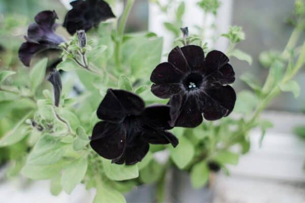 Beautiful Plants with Black (and Almost Black!) Flowers