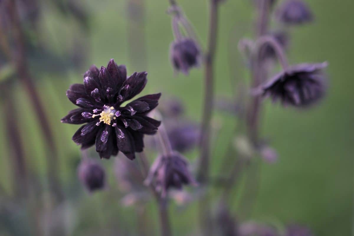 Plants with black flowers 🖤 🌼 A dive into nature's dark elegance