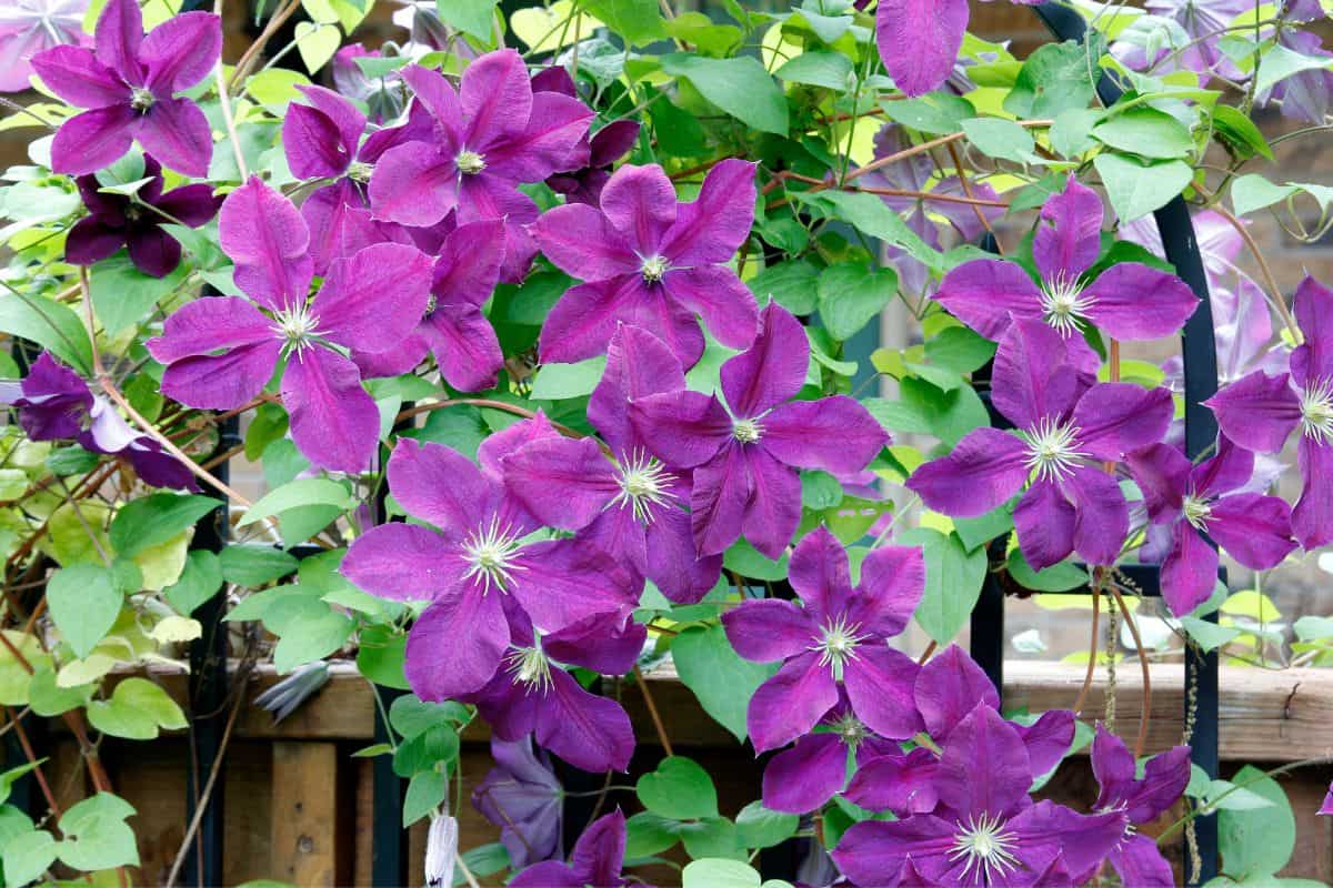 Clematis - 15 vigorous vines and flower vines that love shade