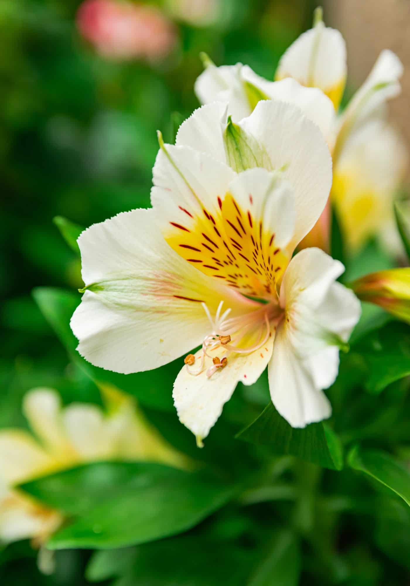 Cream peruvian lily flower