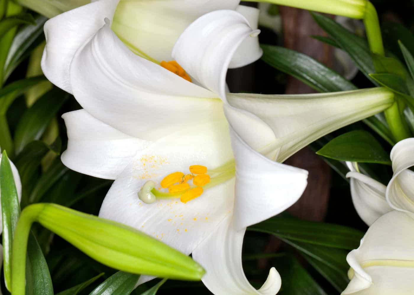Easter lily (lilium longiflorum)