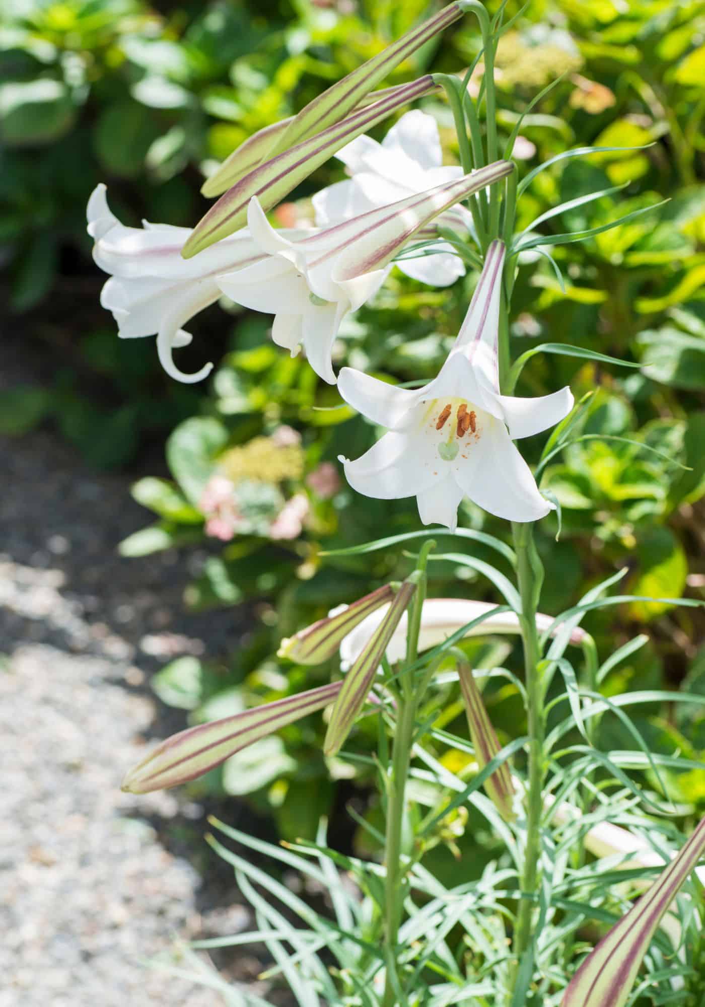 Easter lily (lilium longiflorum) in garden