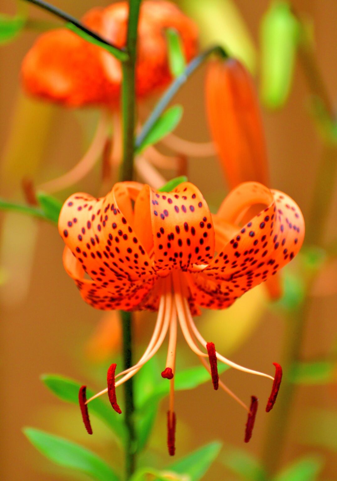 Tiger lily flower 🌼 🐅 Bold colors and patterns for every garden