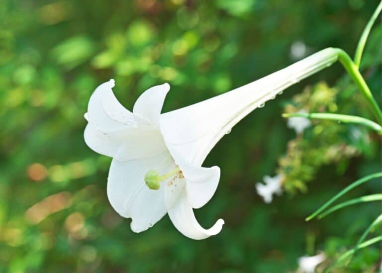 The easter lily plant