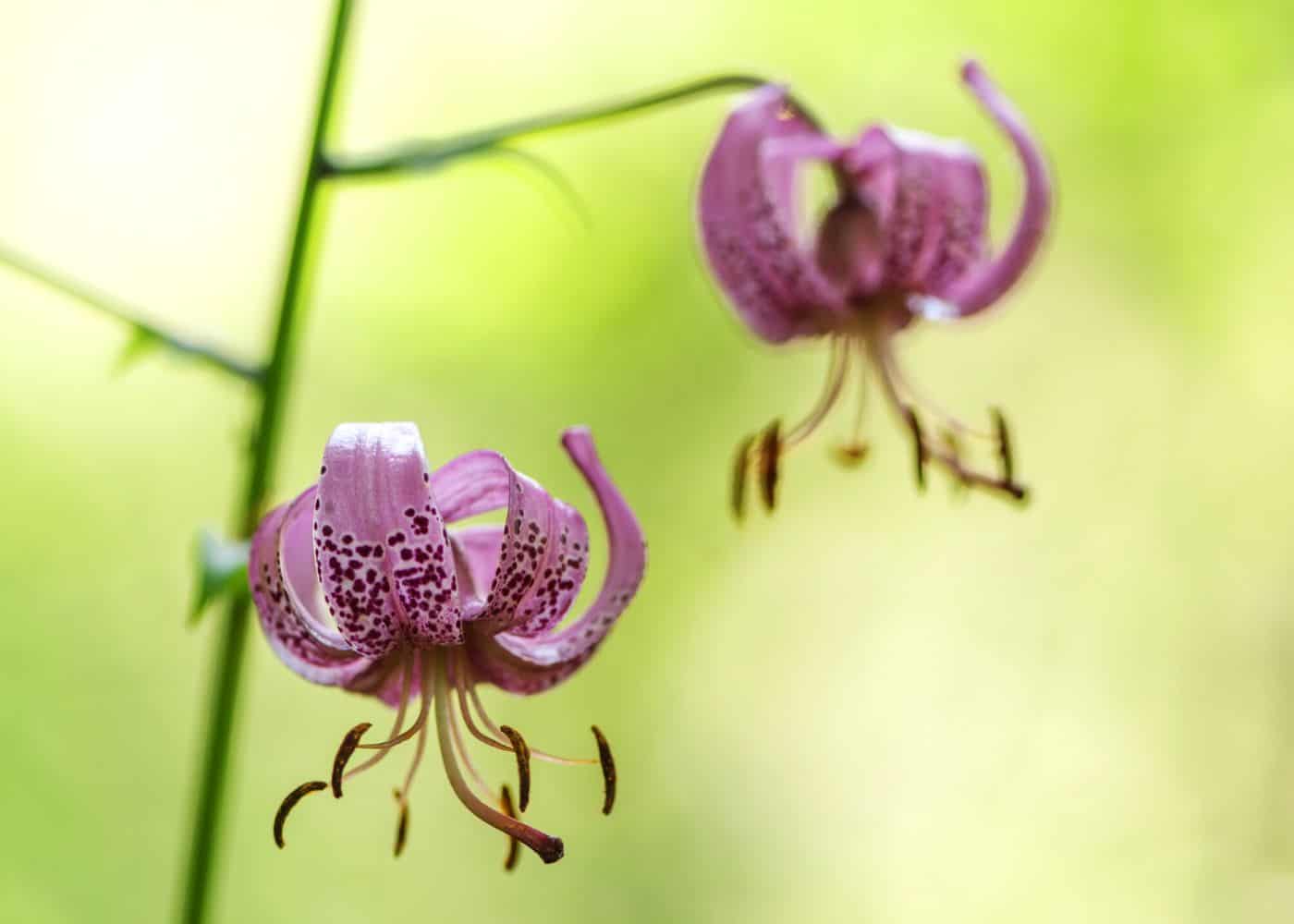 Lilium martagon - turks cap
