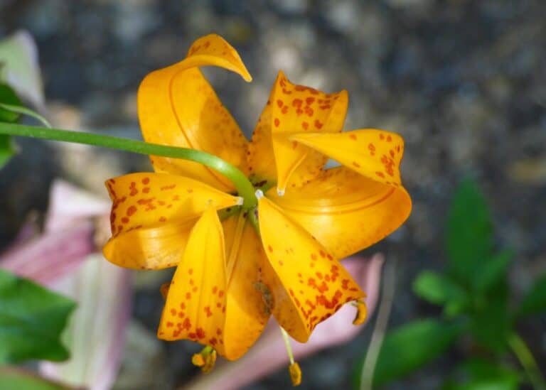 Types of lilies 🌸 🌺 A colorful guide to species and floral divisions