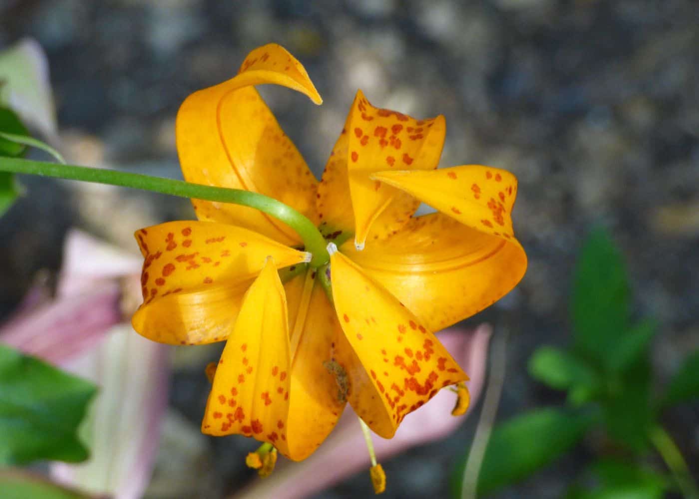Lilium pardalinum - leopard lily