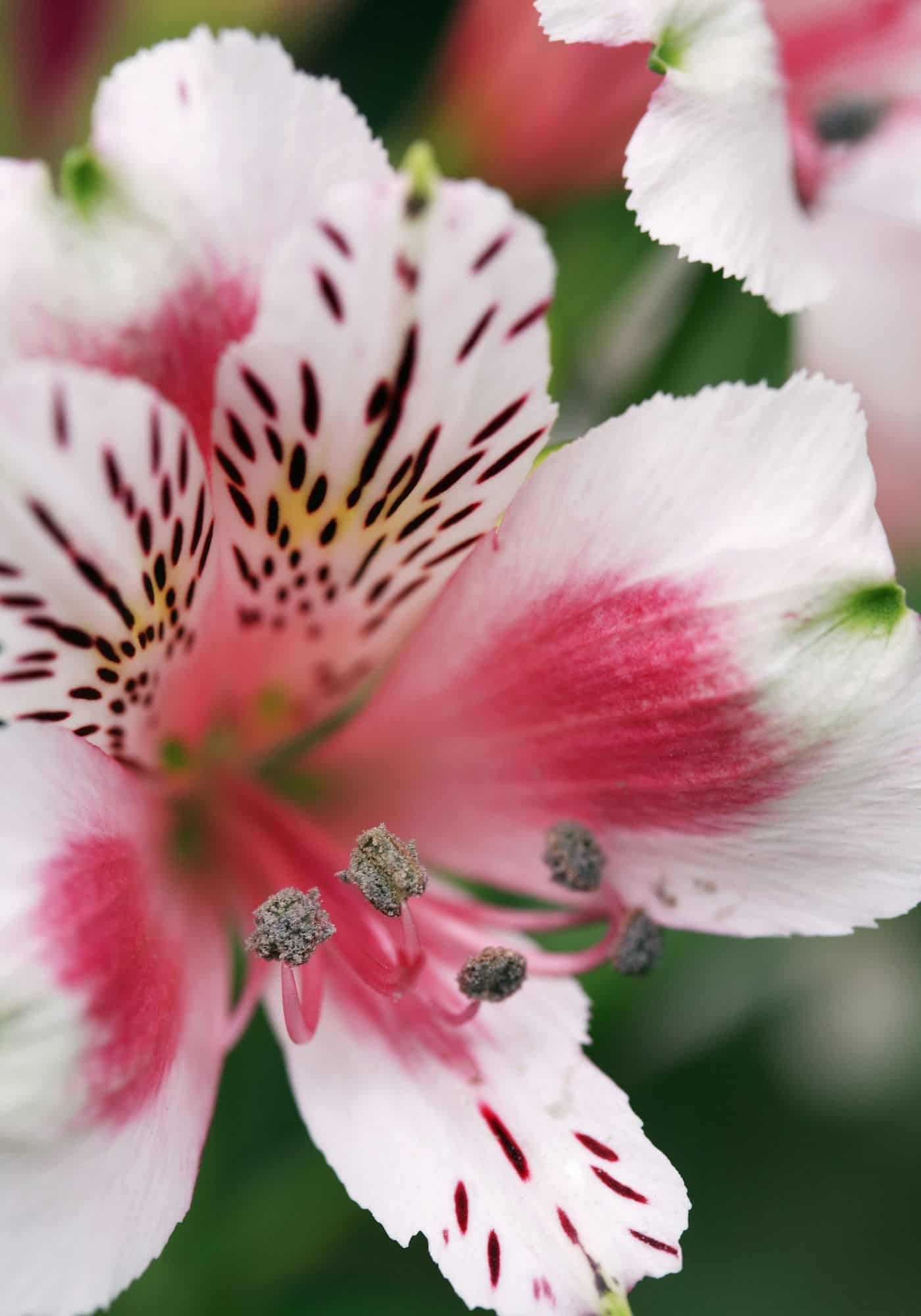 Pink and white peruvian lily (alstroemeria)