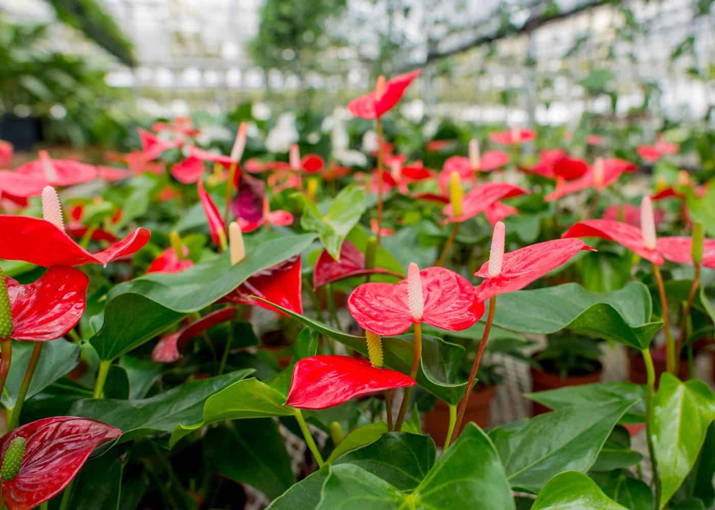 Red peace lilies at the garden center (anthurium)