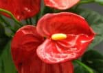 Red peace lily ️ 🌱 Plant care and growing guide