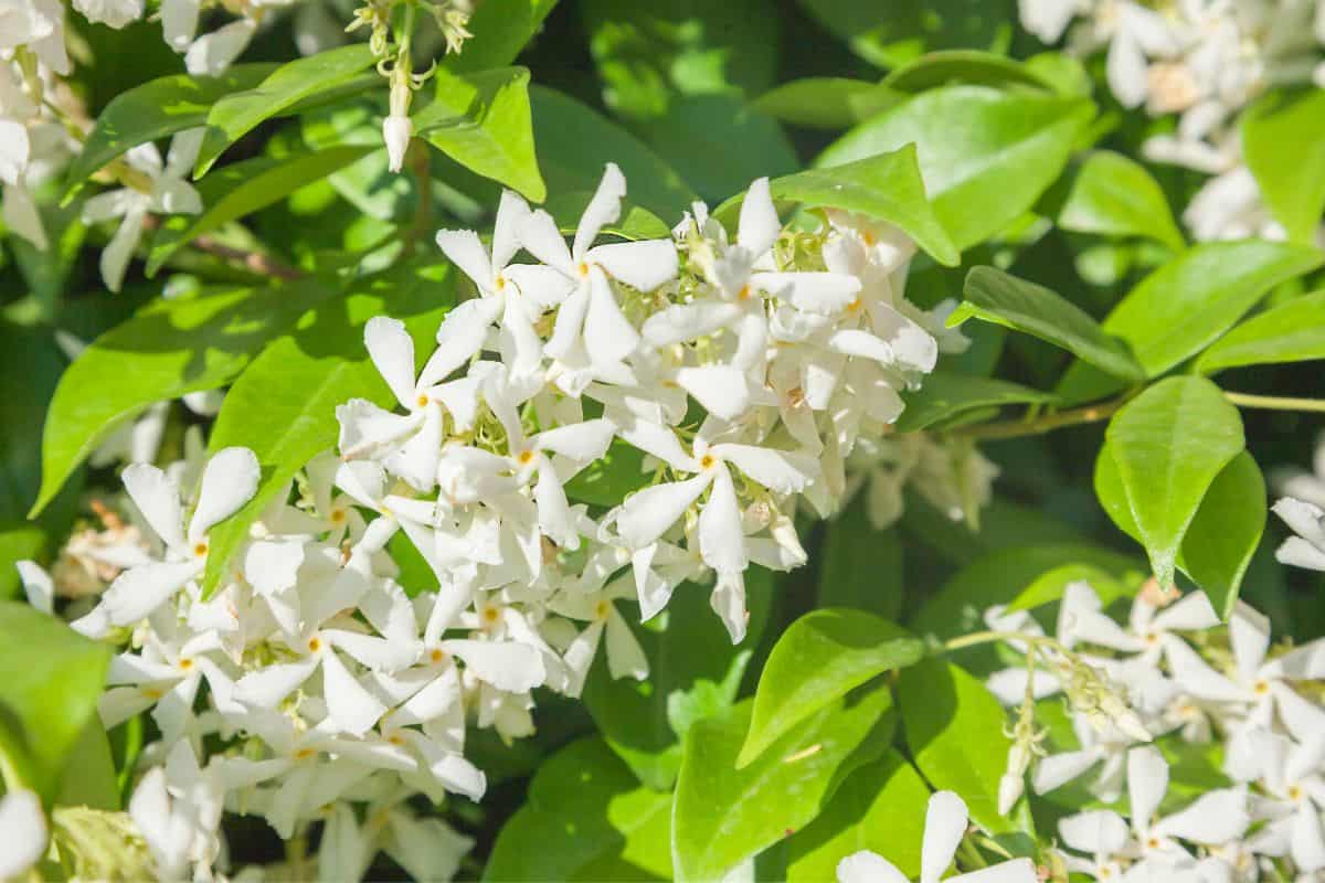 Star jasmine (trachelospermum jasminoides)