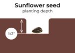 How to plant sunflower seeds 🌻 🌱 A step-by-step guide to sun-kissed blooms
