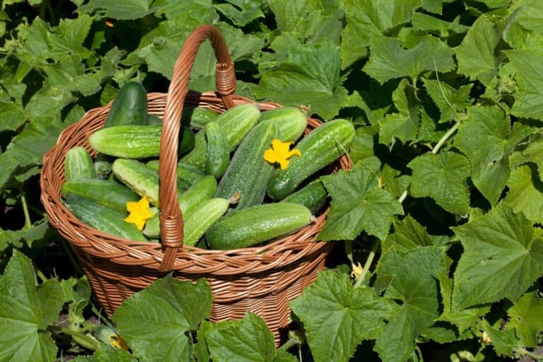 Why are your cucumber leaves turning yellow? Discover 5 reasons and how to fix it