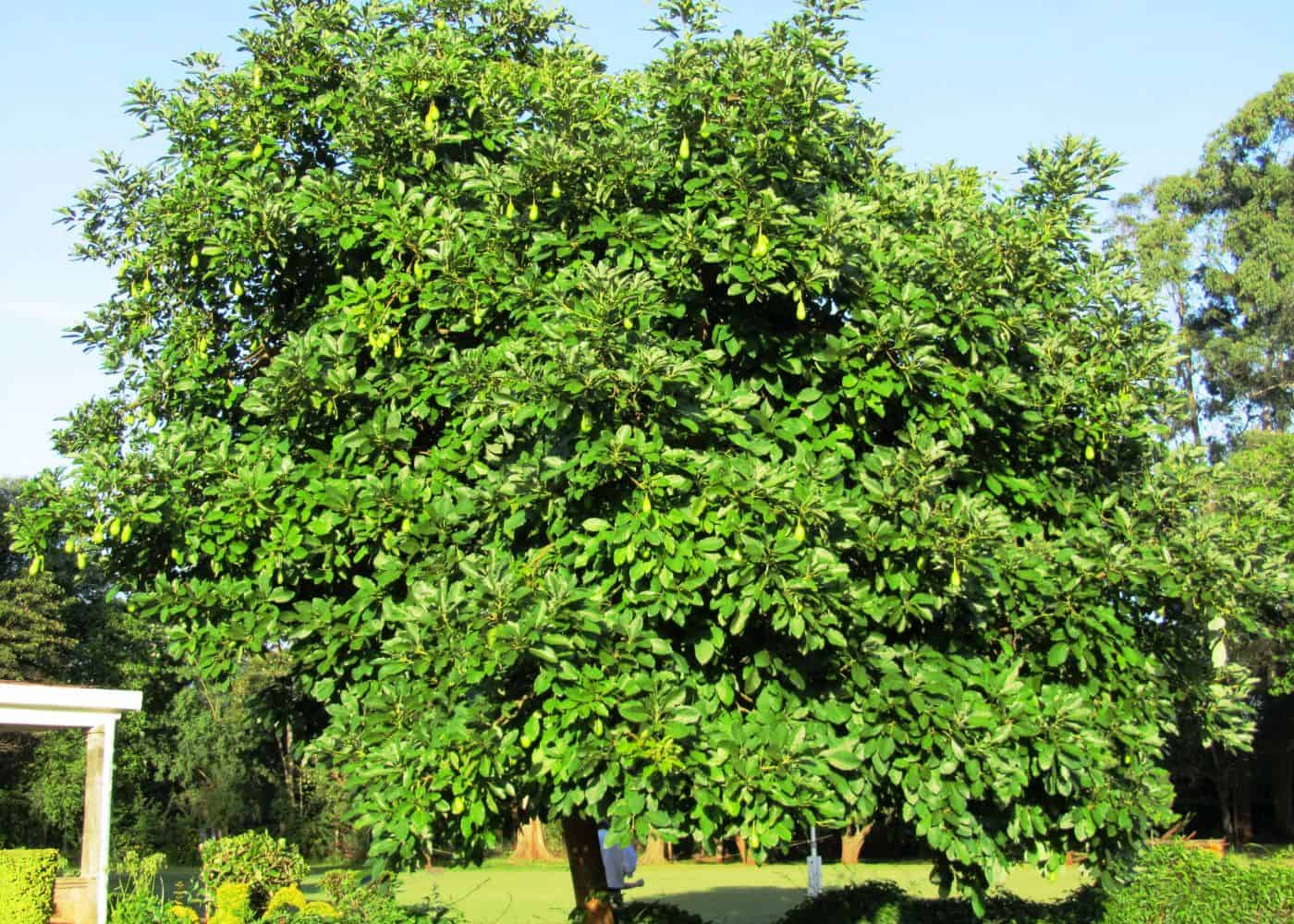 Avocado tree in the sunshine