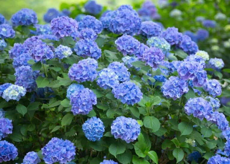 How to grow hydrangeas 🌺 🌿 Secrets for vibrant and lush blooms