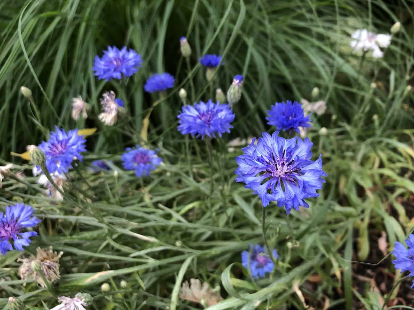 Blue boy cornflowers