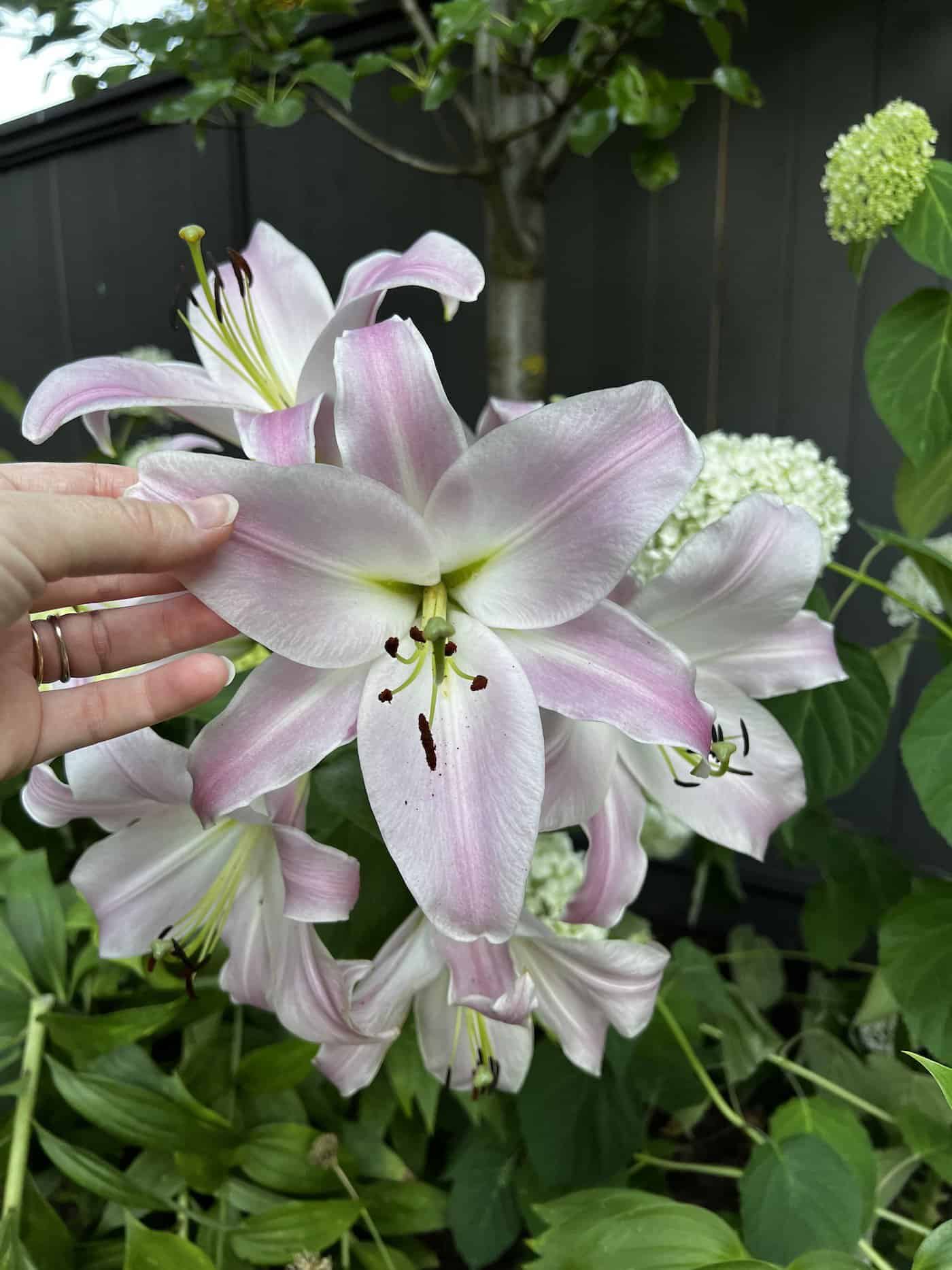 Blush lily in the garden