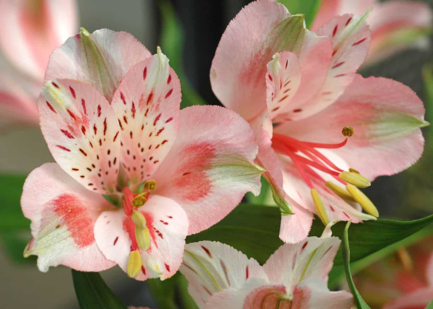 Blush peruvian lily flowers