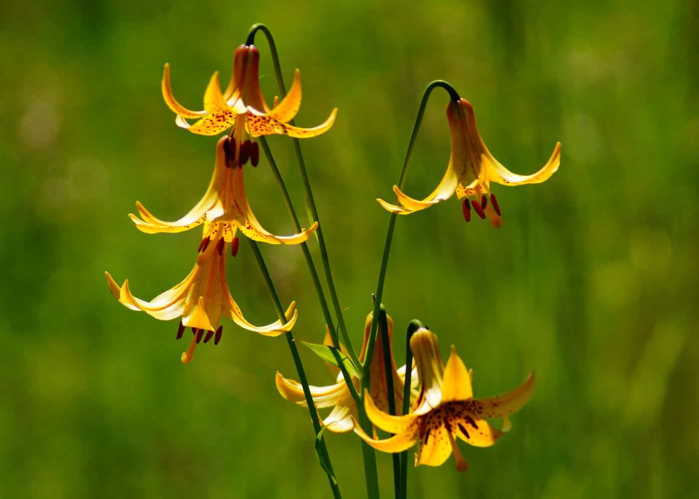 Canada lily - wild yellow meadow lily