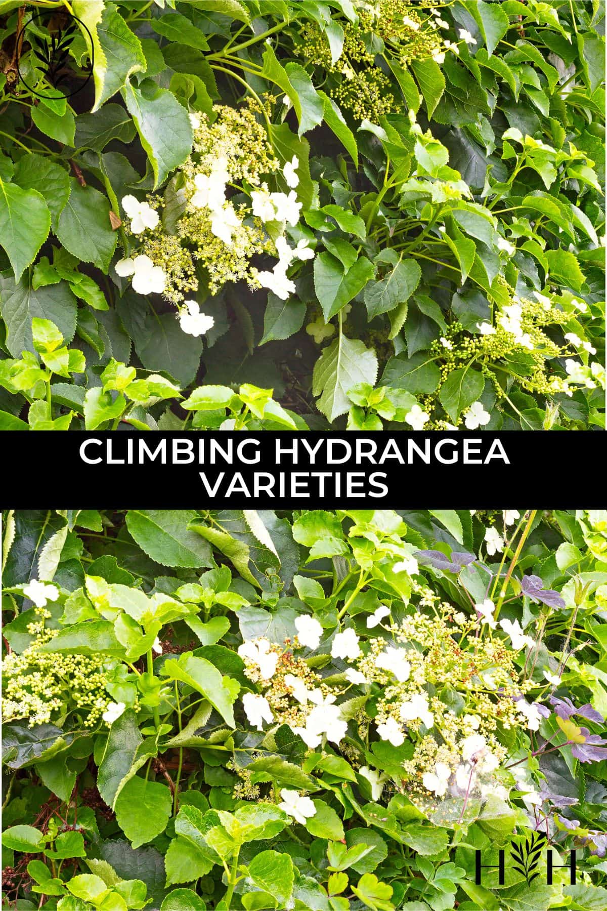 Climbing hydrangea varieties via @home4theharvest