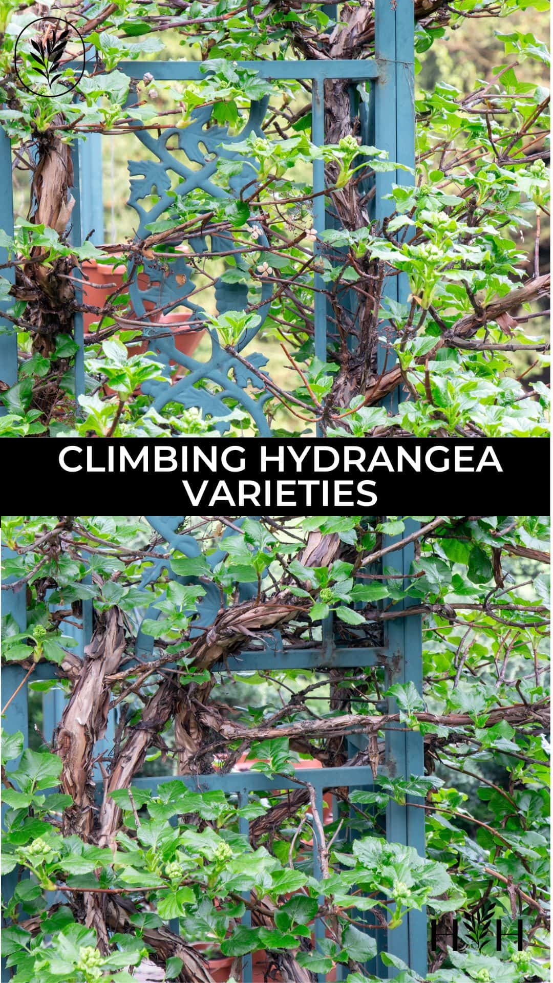 Climbing hydrangea varieties via @home4theharvest