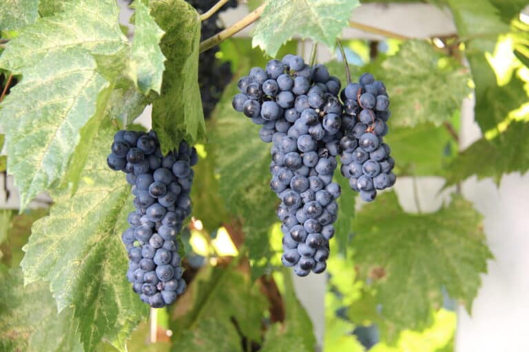 Concord grape bunches on the vine