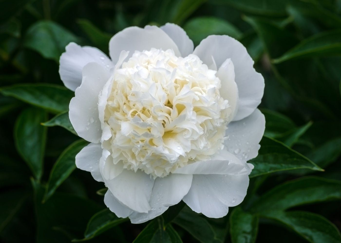 Double white peony in bloom