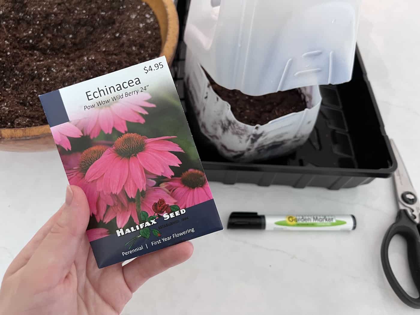 Winter sowing echinacea ️ 🌸 Achieve vibrant coneflowers with ease
