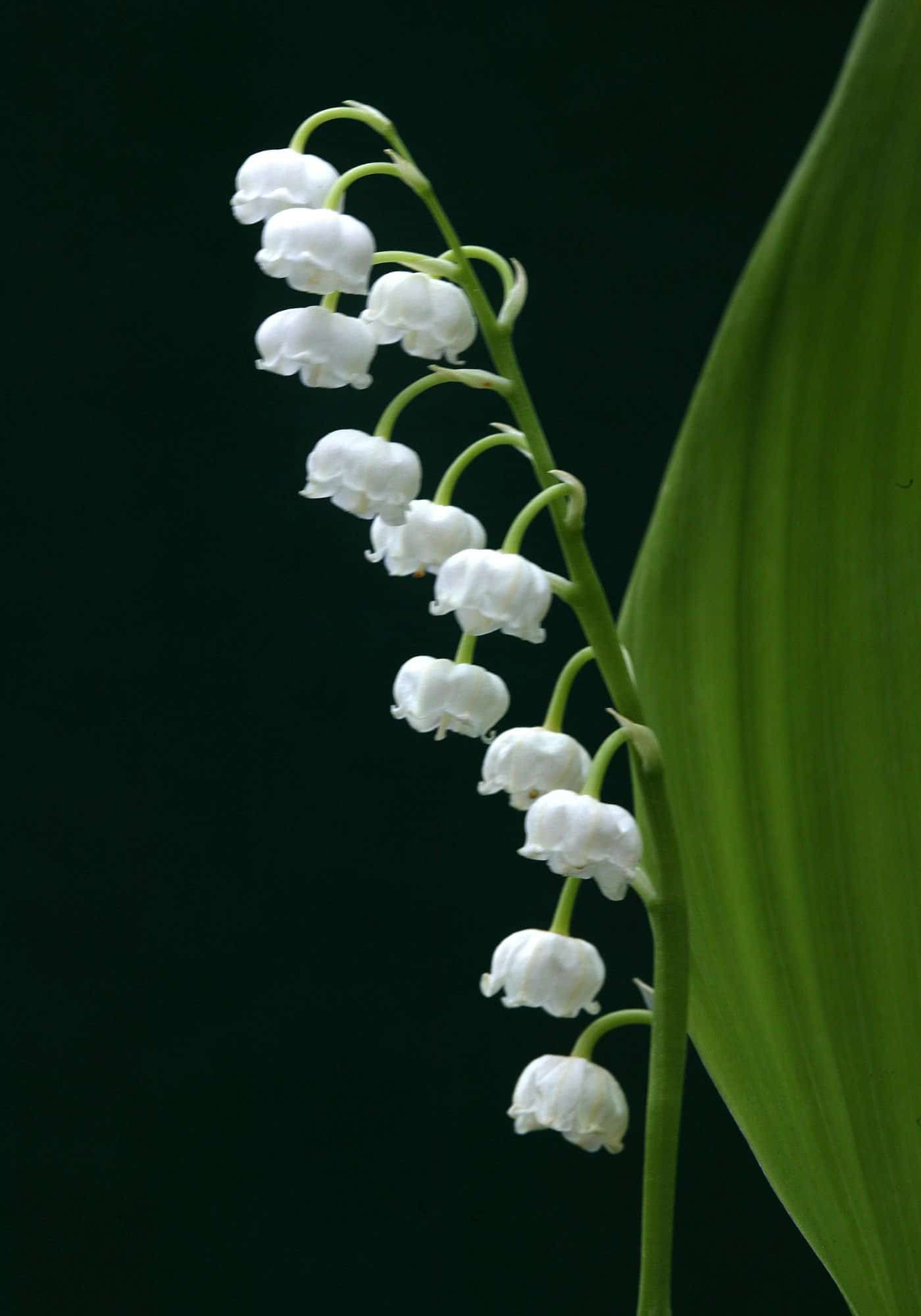 Elegant white bell shaped flowers