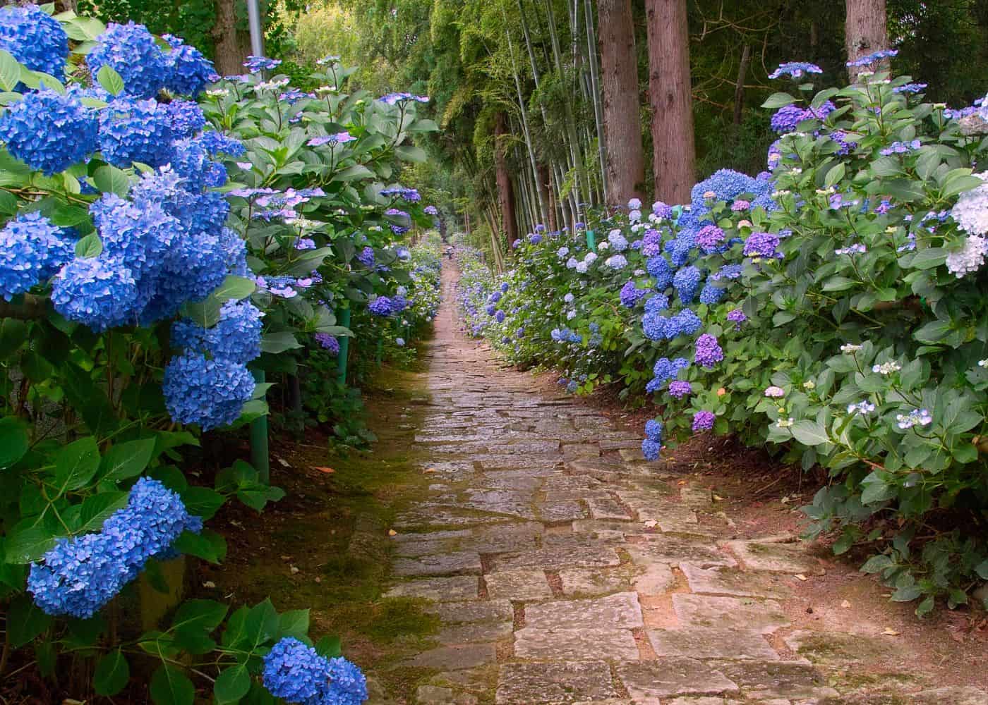 Garden path surrounded by hydrangeas