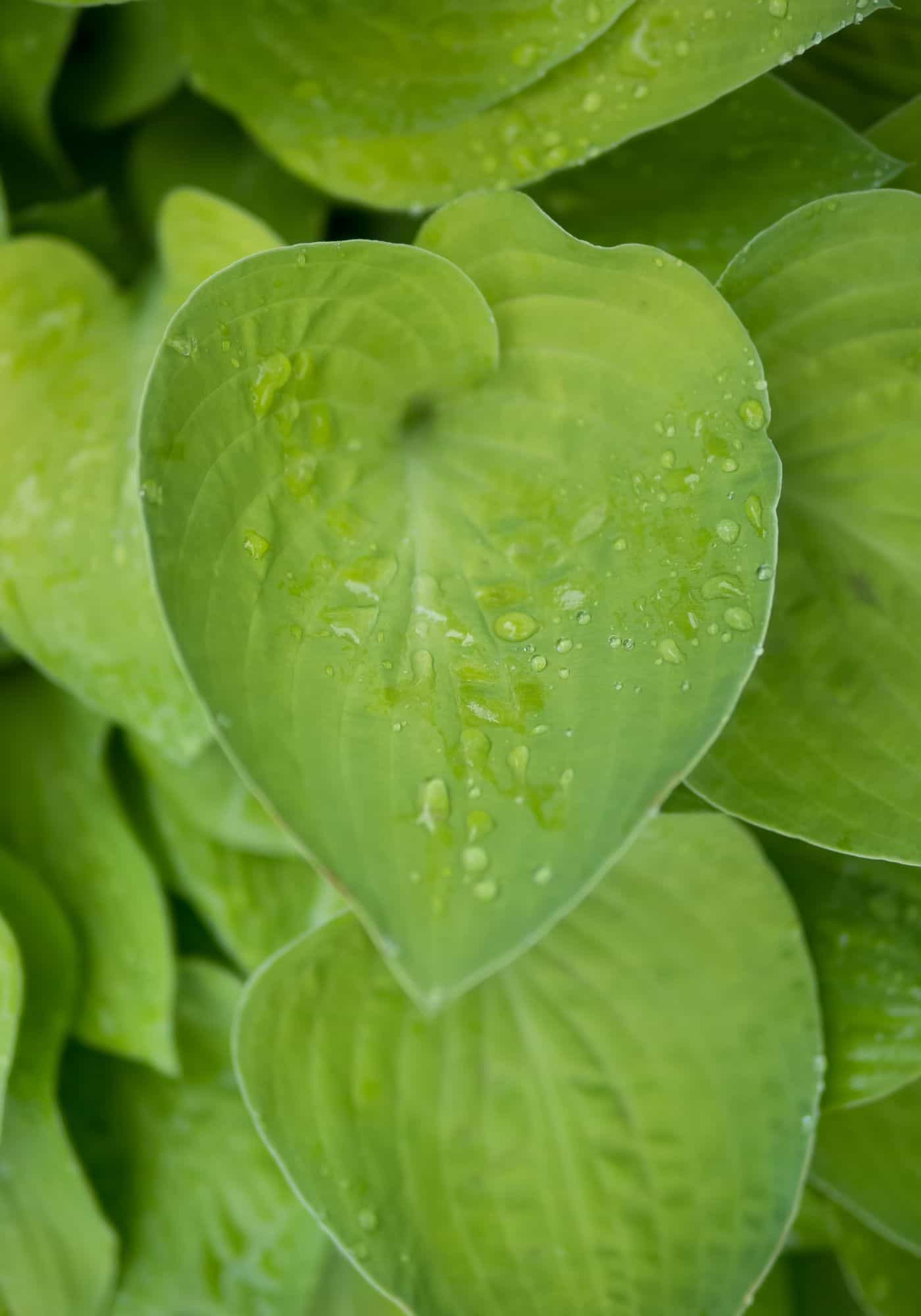 Green hosta leaf covered in water