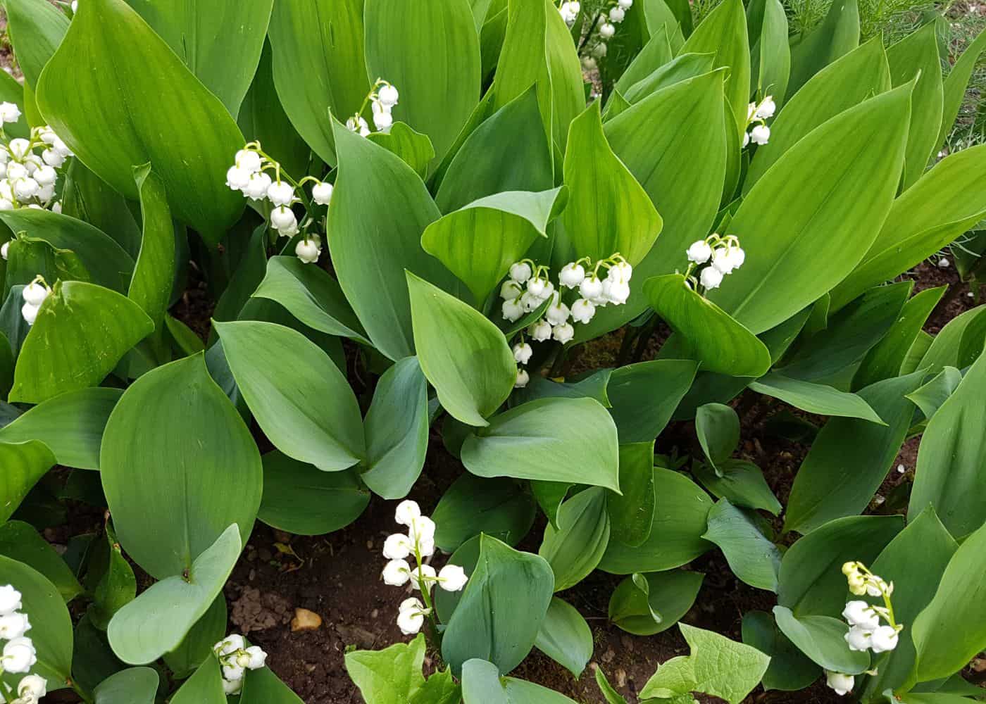 Groundcover - lily of the valley