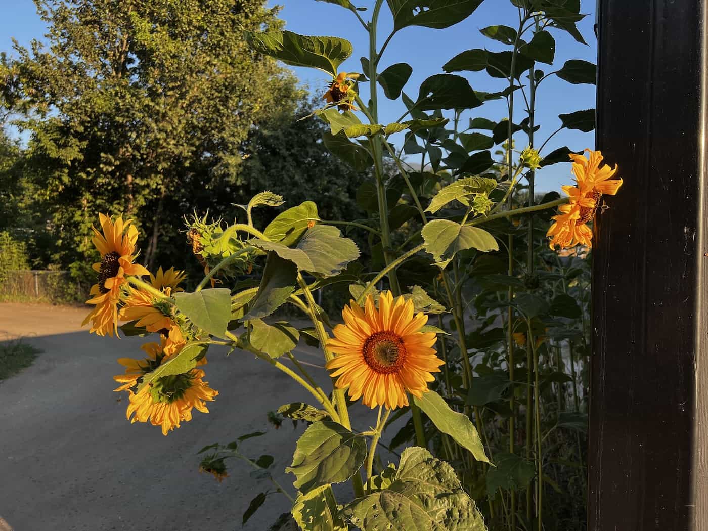 Sunflowers in the lane