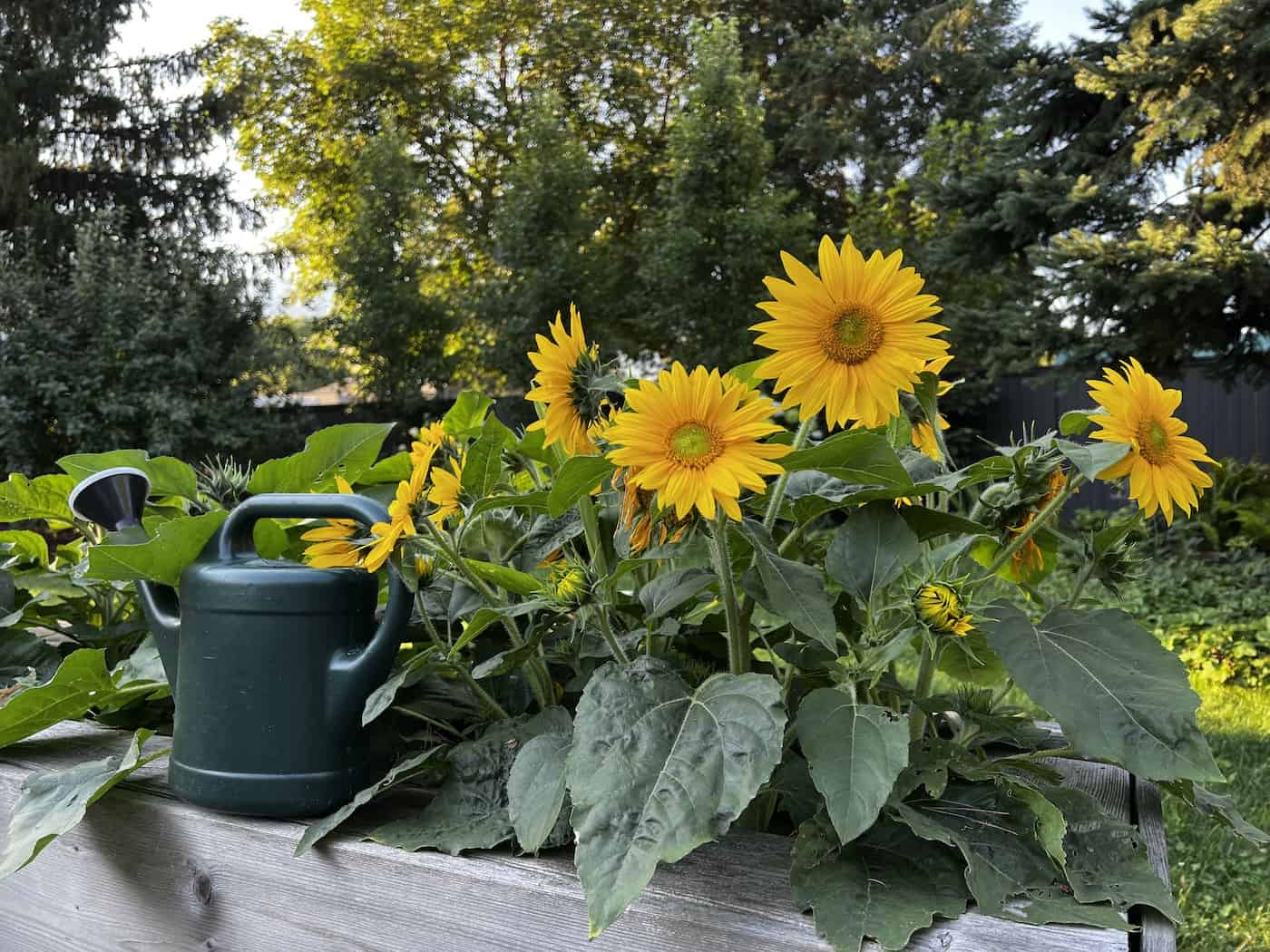 Growing sunflowers - mary jane duford1185