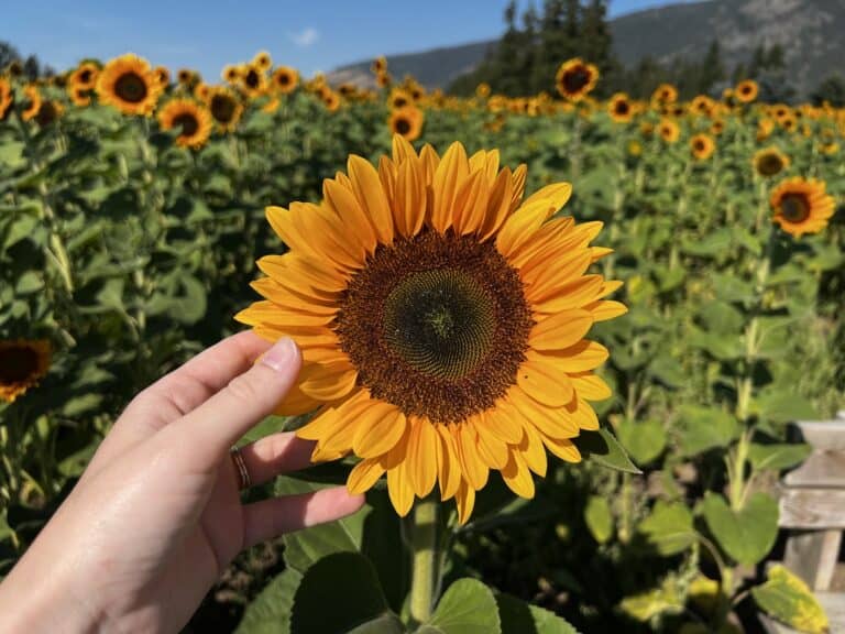 How long does it take for a sunflower to grow