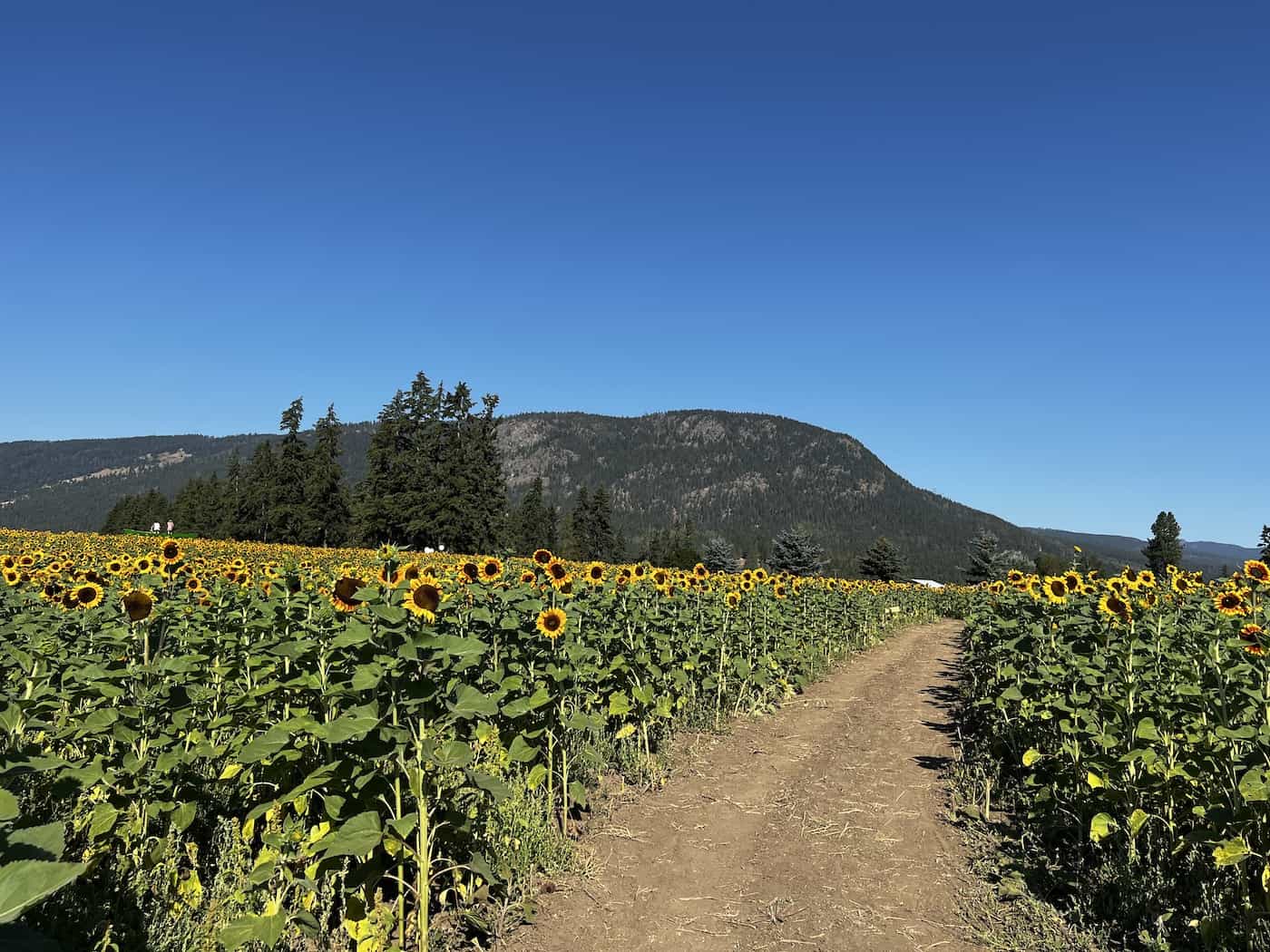 How tall is a sunflower? 🏡 🌻 Categories and expected heights