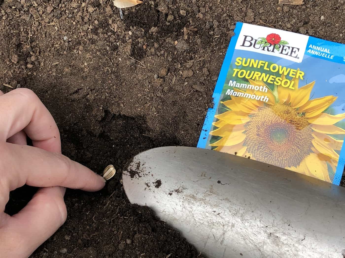 Planting sunflower seeds outdoors