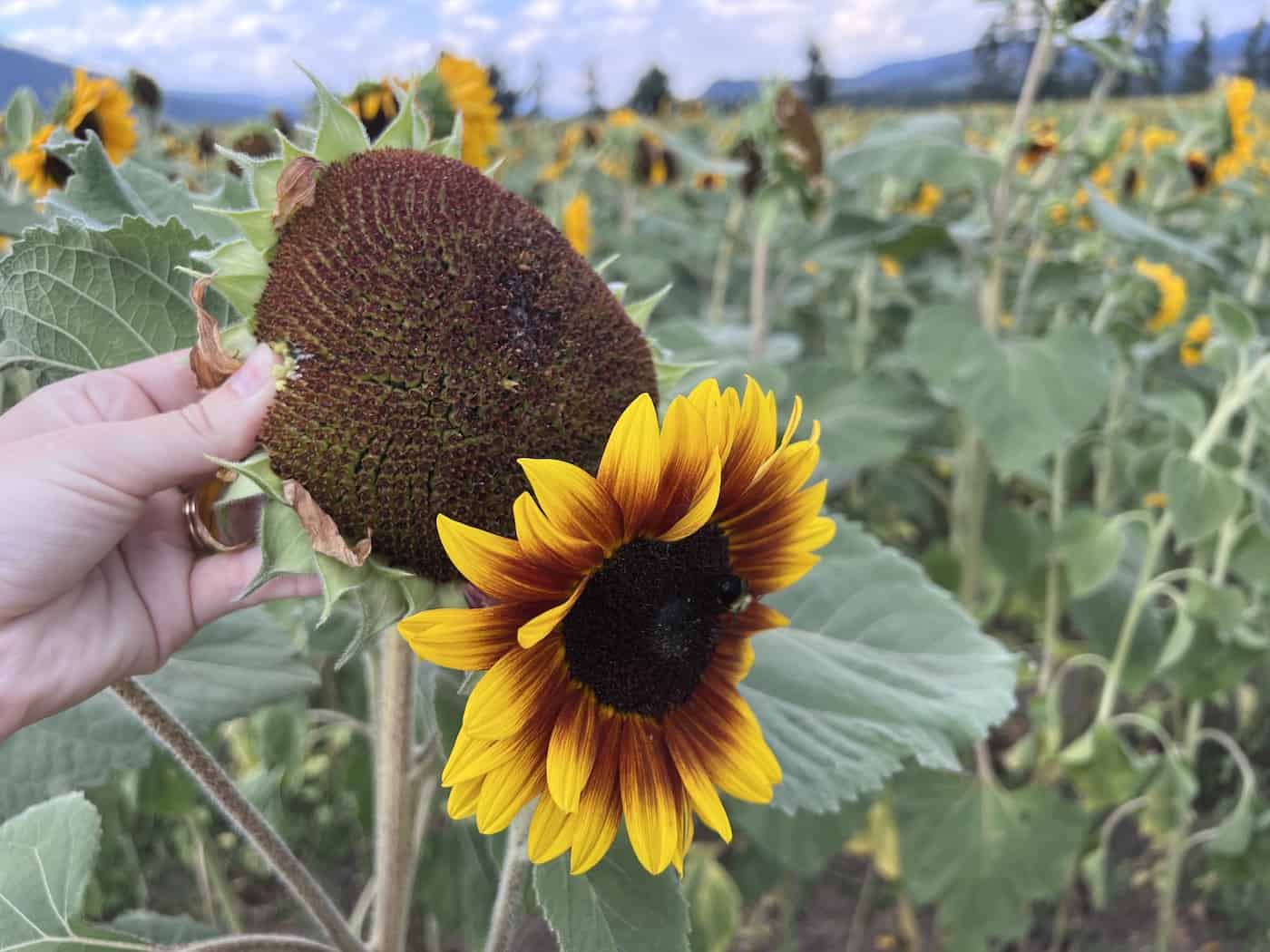 Sunflower seeds in head drying on stalk in field
