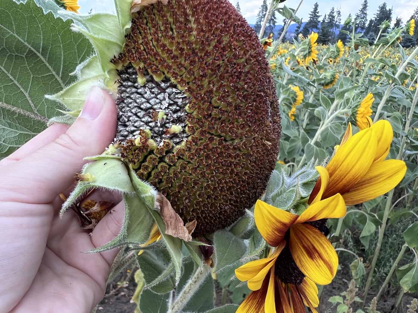 When and how to harvest sunflower seeds